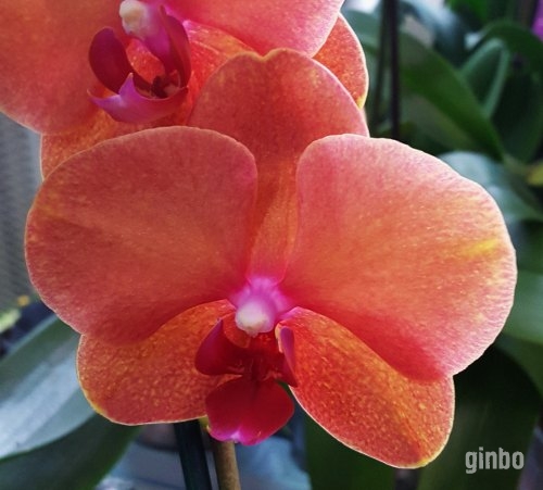 Фото Все для орхидей и антуриумов.