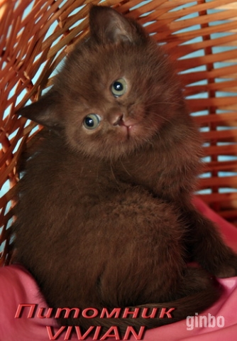Фото Британские шоколадные котята из питомника.