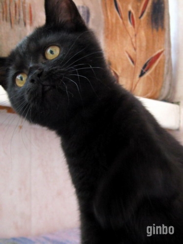 Фото Котята британские черного окраса.