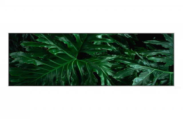 Фото Картина в раме Jungles Leaves, Hoff