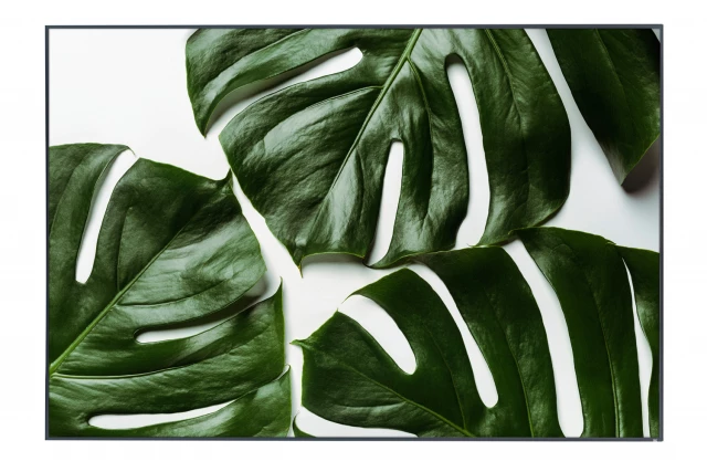 Фото Картина в раме Monstera, Hoff