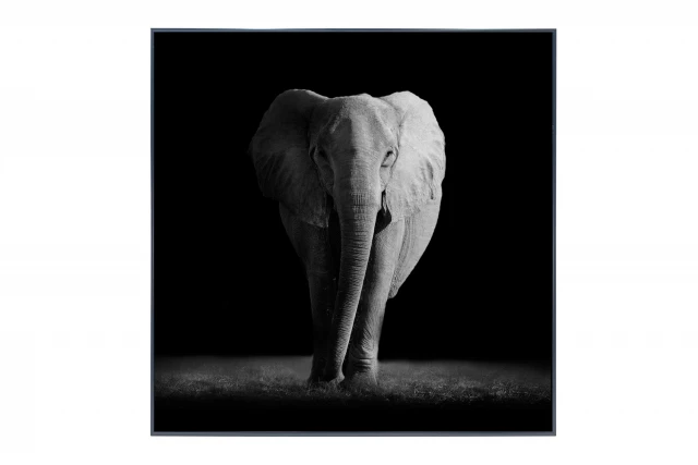 Фото Картина в раме Elephant, Hoff