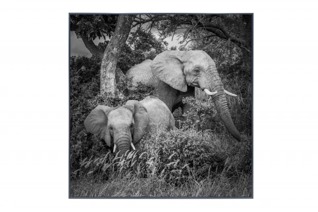 Фото Картина в раме Elephant Family, Hoff