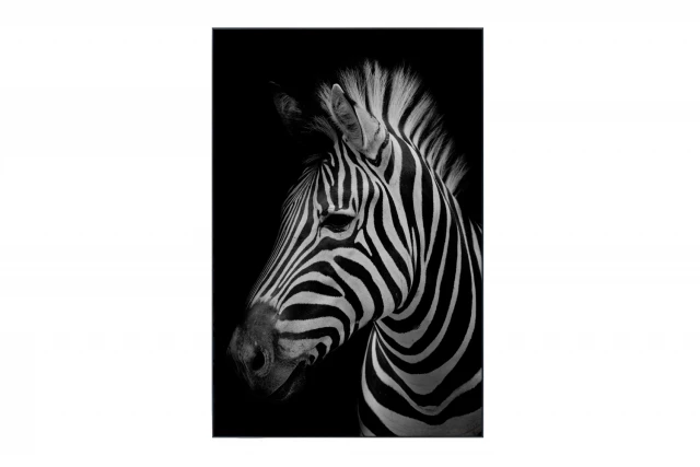 Фото Картина в раме Zebra, Hoff