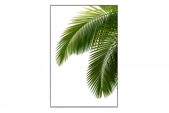 Фото Картина в раме Palm Leaves, Hoff