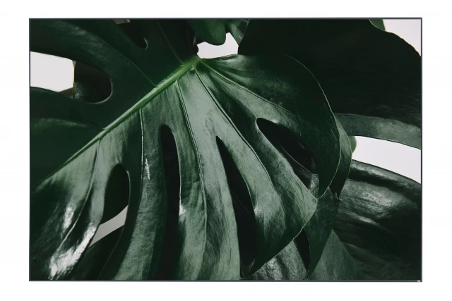 Фото Картина в раме Monstera, Hoff