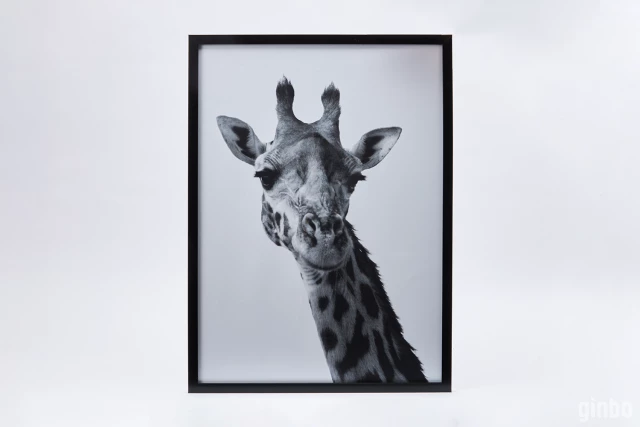 Фото Репродукция в раме Любознательный жираф, Hoff