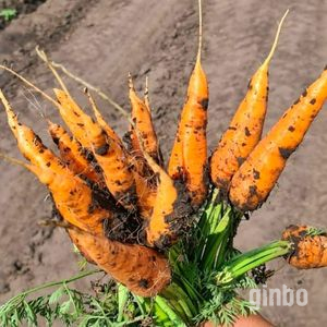 Фото Лучшие сорта моркови мелким и крупным оптом в Барнауле, Новоалтайске и Бийске