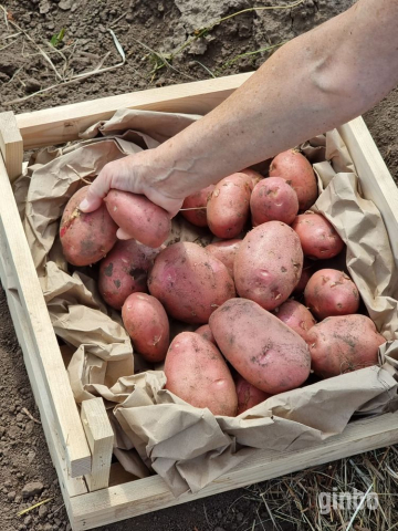 Фото 11 сортов отборного картофеля в Барнауле от поставщика