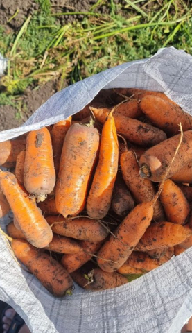 Фото Вкусная морковь сортотипа Шантоне от поставщика