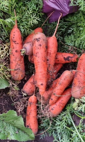 Фото Отборные сорта моркови без трещин в Барнауле