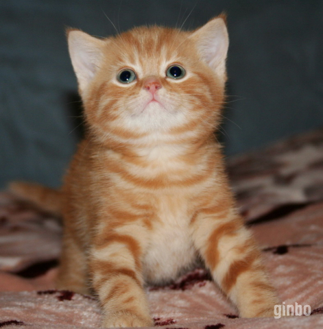 Фото Британские котята красный мрамор.