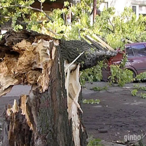 Фото Услуги юриста при падении дерева на автомобиль