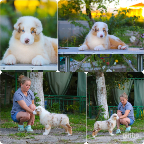 Фото Щенки Австралийской овчарки/аусси от питомника ркф