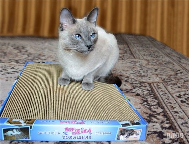 Фото Новые когтеточки-лежанки для кошек в Дагестане.