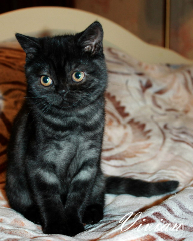 Фото Клубные британские короткошерстные котята.